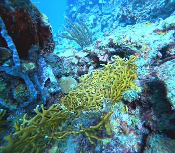 Caribe Colombiano Diving
