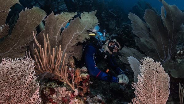 Nautilus Dive Center - PADI Isla Fuerte