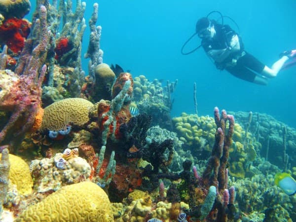Paraiso Dive Cartagena