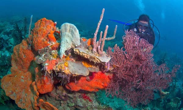 Diving Planet Cartagena - Centro de Buceo