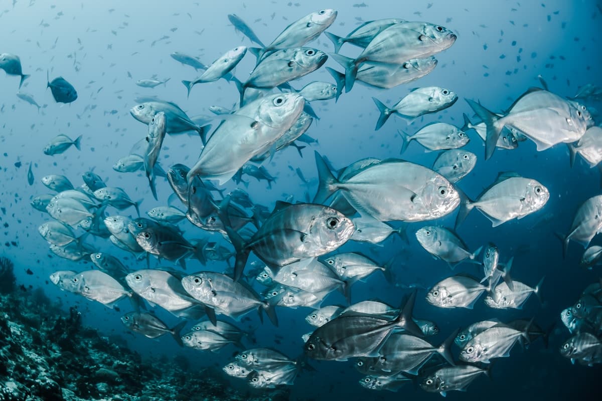 Crystal clear waters of Rosario Islands